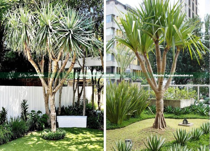 cây phát tài núi trồng ngoại thất